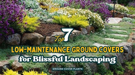 Top Low Maintenance Ground Covers For Blissful Landscaping Youtube