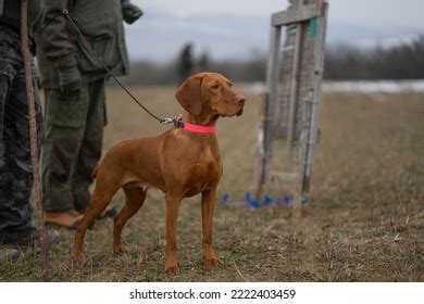 Vizsla Hunting Dog Hungarian Vizsla Stock Photo 2222403459 | Shutterstock