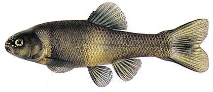 Fathead minnow - Alchetron, The Free Social Encyclopedia