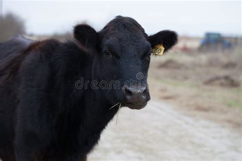 Black Angus Cattle stock photo. Image of ontario, herds - 3449776