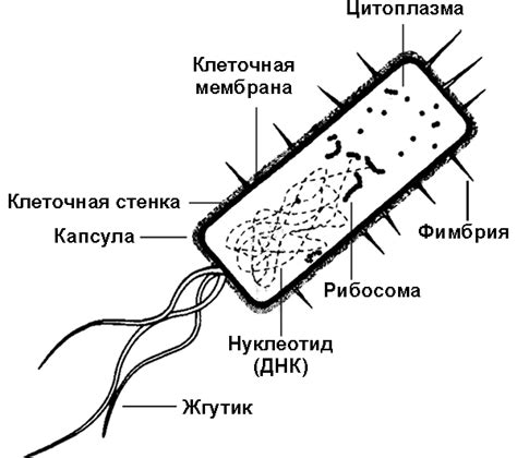 Рисунок коха палочка (43 фото)