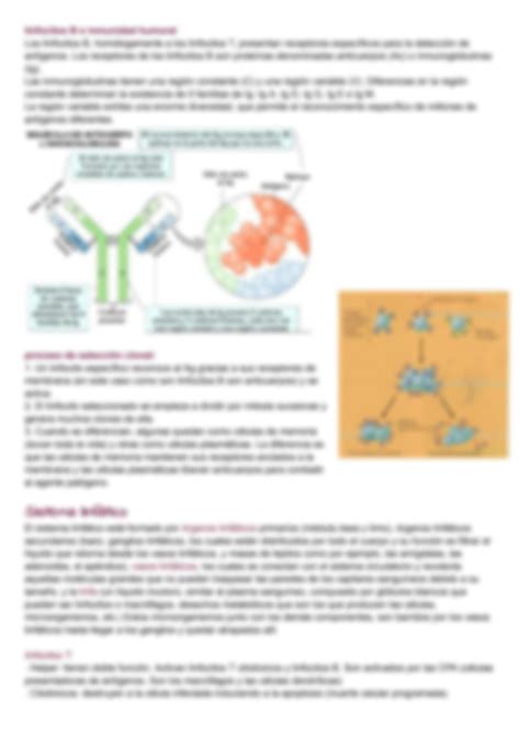 Solution Sistema Inmune Y Sistema Linf Tico Studypool