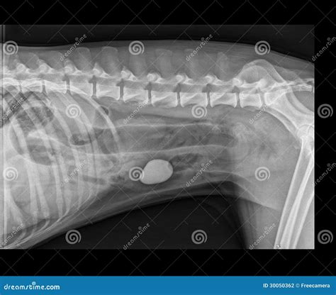 Dog Bowel Obstruction X Ray Stock Photography Image 30050362