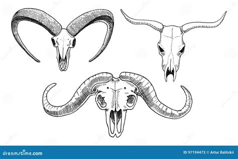 Biologii Lub Anatomii Ilustracja Grawerująca Ręka Rysująca W Starym