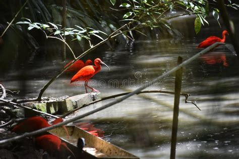 Scarlet ibis, Trinidad stock photo. Image of boat, preservation - 220158150