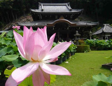 Lotus Mimuroto ji Uji City 宇治 South of Kyōto