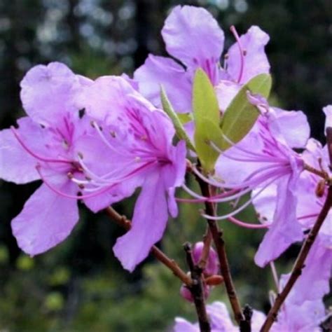 Рододендроны финской селекции — купить по низкой цене на Яндекс Маркете