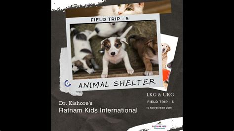 Ukg Field Trip 5 Animal Shelter Youtube