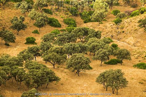 Minden Pictures Holm Oak Quercus Ilex Trees In Mediterranean Forest