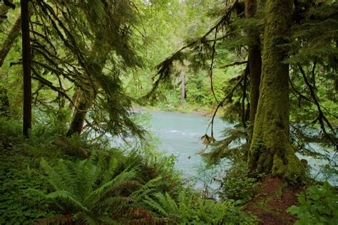 WolfeNotes.com » Hoh Rain Forest – Olympic National Park