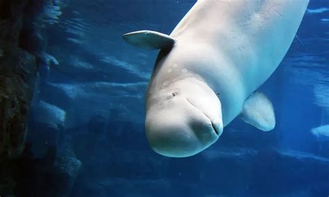 What do Beluga Whales Eat?