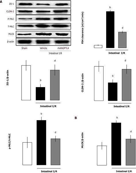 Recombinant Angiopoietin Like Protein Attenuates Intestinal Barrier