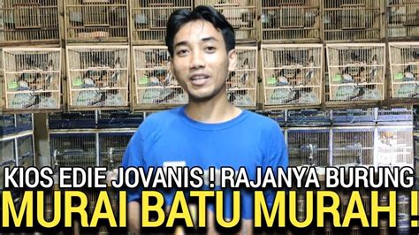 OBRAL HABIS PULUHAN MURAI BATU TERMURAH KIOS EDI JOVANIS PASAR BURUNG