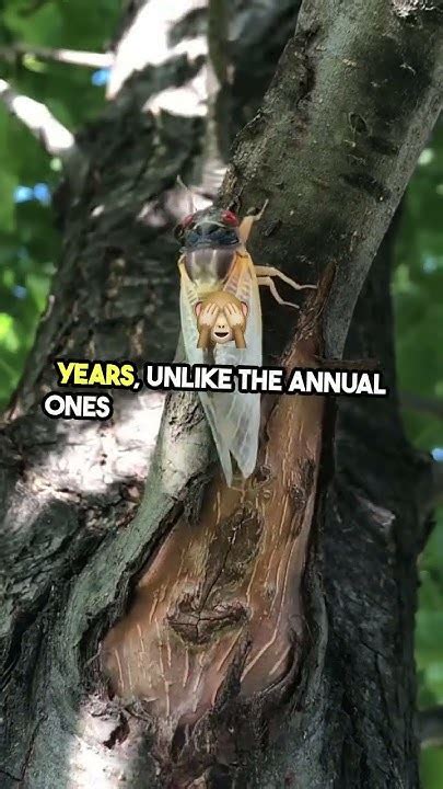 Two Flocks Of Rare Cicadas Appeared Together For The First Time In More