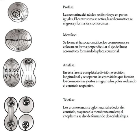 SOLVED Observa Y Relaciona Con Flechas Cada Esquema Con Los Sucesos