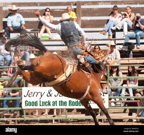 Usa Idaho Bruneau Rodeo Cowboy Competing In Saddle Bronc Riding