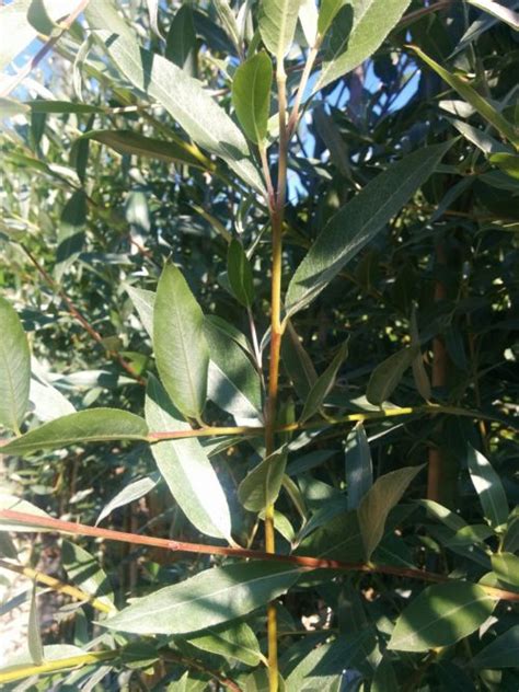 Silver Leaf Silky Willow • Kiwi Nurseries Ltd