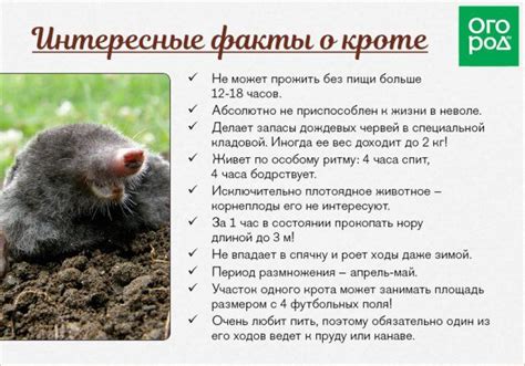 Интересные факты о кроте