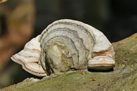 Baumpilz Pilz Wald Kostenloses Foto Auf Pixabay Pixabay