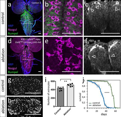 Ablation Of Ensheathing Glia Causes Compensatory Growth And Increased