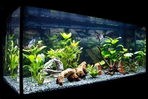 Aquarium Decorations Ideas