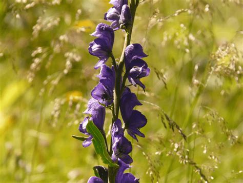 Wolfsbane l Toxic Group of Plants - Our Breathing Planet