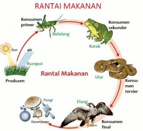 Kunci Jawaban Tema 5 Kelas 5 Sd Mi Subtema 2 Gambarlah Rantai Makanan Yang Ada Pada Sebuah