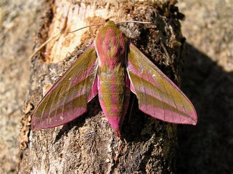 Deilephila Elpenor Le Grand Sphinx De La Vigne The Ele Flickr