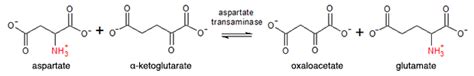 metabolism - Metabolic significance of aspartate transaminase in mammalian liver - Biology Stack ...