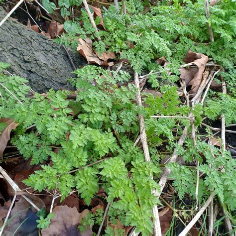 Cow parsley | Plant-Lore
