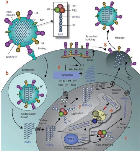 Influenza Epidemiology Structure And Diagnostic Methods