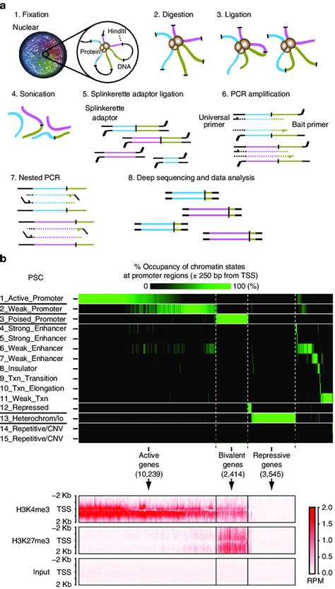 Ms C Seq And Definition Of Genes By Chromatin States A Schematic