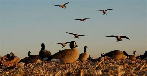 hunt  toughest geese grand view outdoors