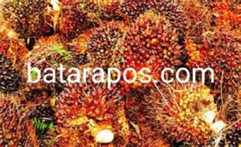 Breaking News Harga Tbs Kelapa Sawit Terjun Bebas Malam Ini Batara Pos