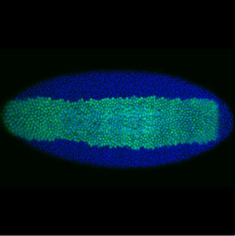 Regulation of gene expression during development – IGMM