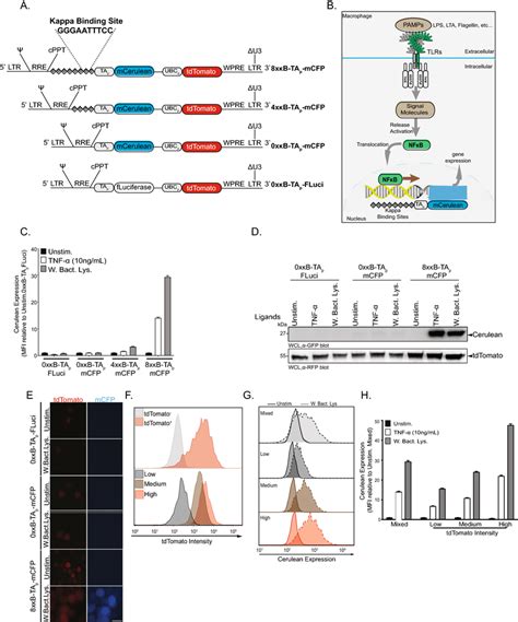 A Blue Fluorescent Protein Reporter System For Nf κb Activity A Download Scientific Diagram