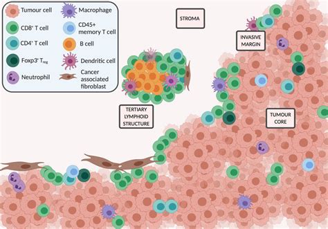 Key Cells And Locations In The Tumour Immune Microenvironment