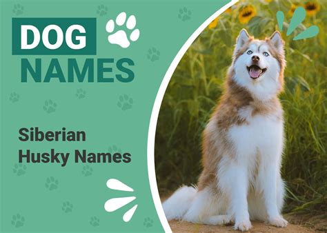 251 Popular & Unique Siberian Husky Names – Dogster