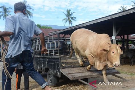 Stok Ternak Untuk Tradisi Meugang Idul Adha Di Aceh Capai 52 032 Ekor