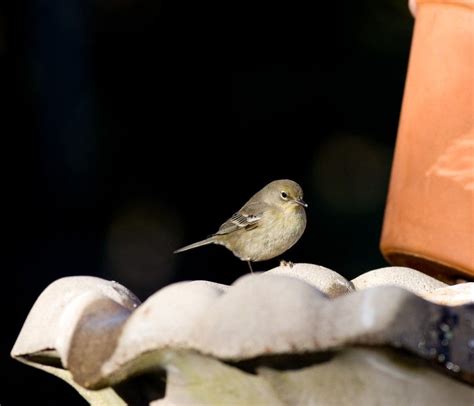 マツアメリカムシクイ Pine Warbler Setophaga pinus Certhia pinus Dendroica