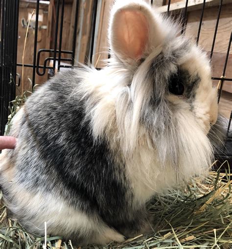 I met the Floofiest Floof Bun that ever did floof! : r/Rabbits