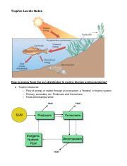 Understanding Trophic Levels and Energy Flow in Marine Ecosystems ...