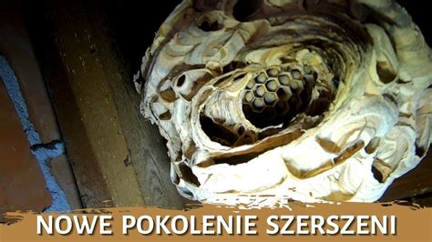 Nowe Pokolenie Szerszeni Usuwanie Gniazda Likwidacja Gniazda