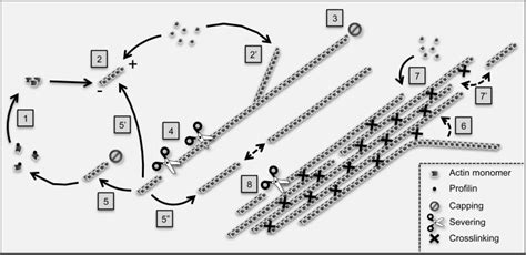 Main Reactions Controlling Actin Filament Dynamics And Organization In