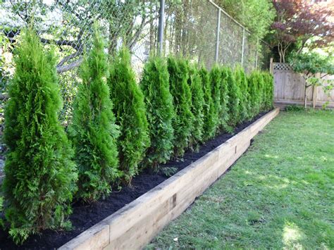 The Benefits Of Planting Red Cedar Trees Fence Landscaping Privacy