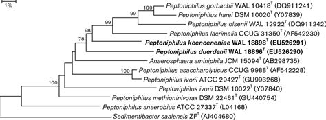 Peptoniphilus harei | Semantic Scholar