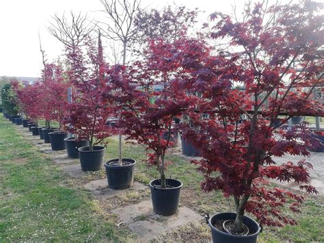 Acero rosso giapponese Acer palmatum Fireglow pianta in mastello ø40