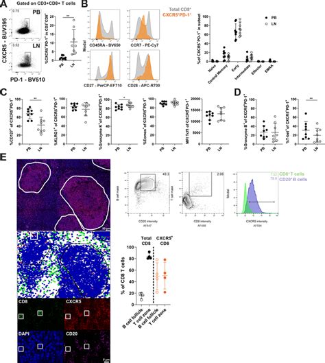 Phenotype And Localization Of Cxcr Pd Cd T Cells In Pb And Ln