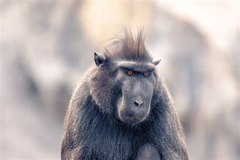 Crested Macaque Sulawesi Monkey - Free photo on Pixabay