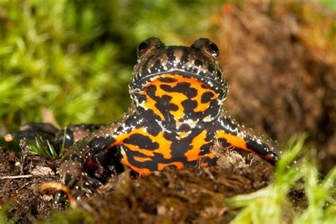 Bombinatoridae | Лекторий-библиотека Batrachos.com